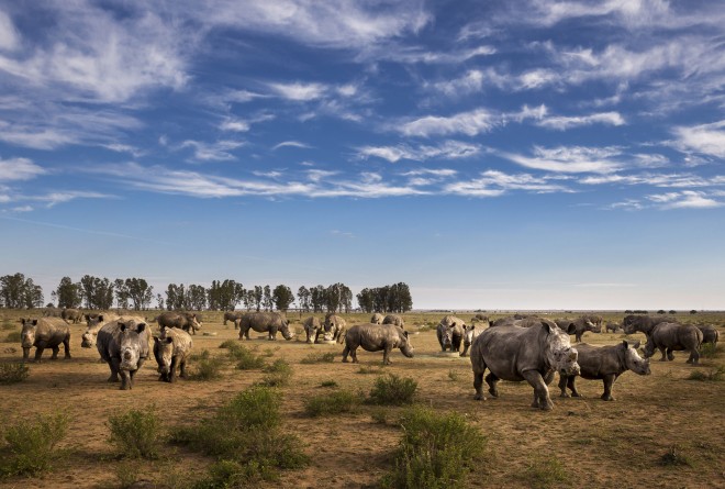 Several of the 2000 white rhino that will be rewilded over the next 10 years © Brent Stirton_Getty Images