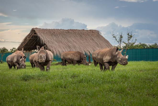 white rhinos return to garamba